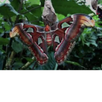 Bugs rule