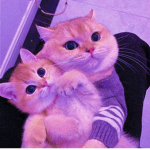 best kitties シ