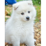Fluffy dog crew