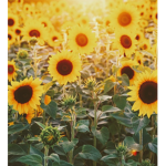 Hello my Sunsetflowers