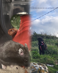 Samhain and Pesto Fan Group