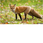 The Fox Famiy