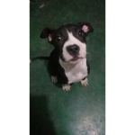 Los prros prros :v