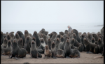 Da hungry seals