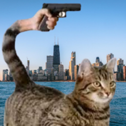 Cat Battles!!!