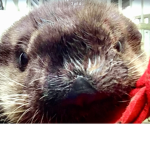 Joey the otter fan club