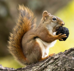 Thesquirrels group