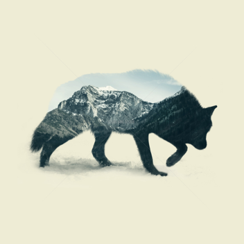 Wolf Testing