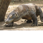 lizard wariors