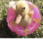 ~ ducky gang~