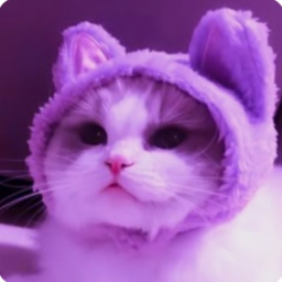 ≽^•⩊•^≼