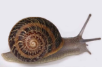 Snails are cute