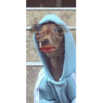 MariaLol