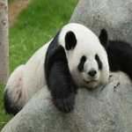 [Pandas United]