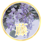 Garden of Fuji 藤
