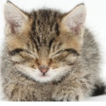 The Donating Cat-People