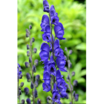 blue monkshood
