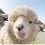 The Bloom Flock