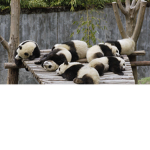 James panda