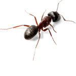 ant group.