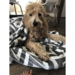 Dog are cute dog rule