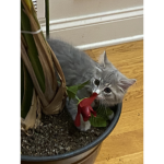 CatTree43
