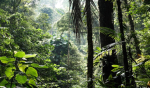 { tropical rainforest store }