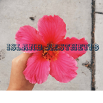Island Aesthetic