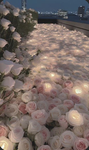 -Butterflysly group-