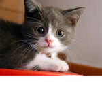 iLoveCats