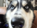 Get a funny dog
