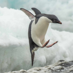 Pengy Game [RELEASE]