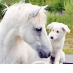 Equines with doggies