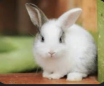 Hoppy slay