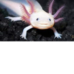 Axolotis
