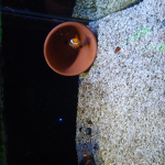 aratobotx