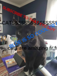 EYC's Cat Box (fan group)
