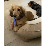 Pups Clubs