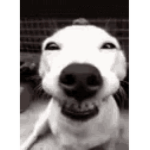 Dog smile