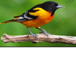 Birds are good