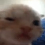 CHIRA 猫