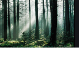The Forest!