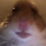 Official Hamsters