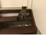 Love cats forever group lol