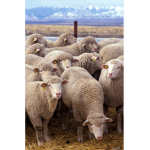 Sheep sqaud