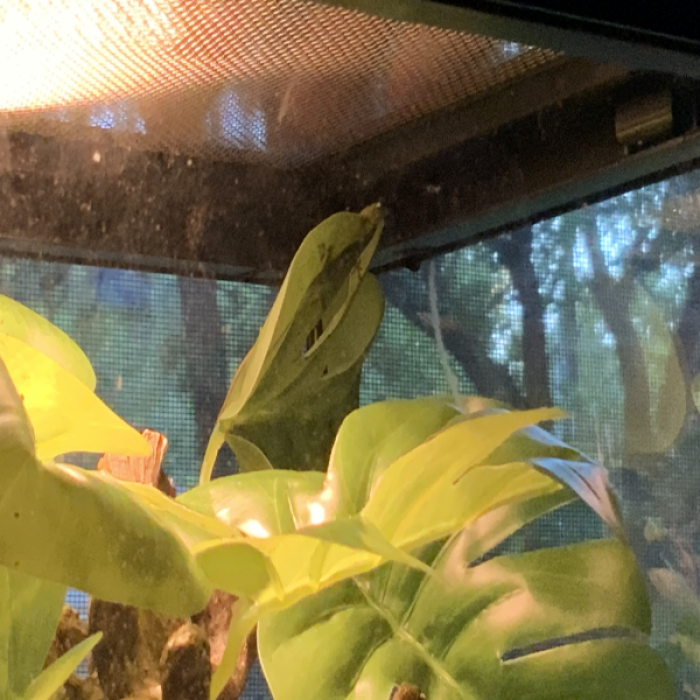 My baby lizard 
🦎 

 Roblox decal