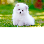 Puppy_Army_