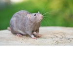 rats cool 123