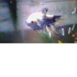 fishy (my betta fish) fan club