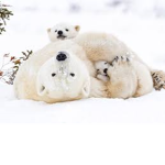 ThePolarbearclub